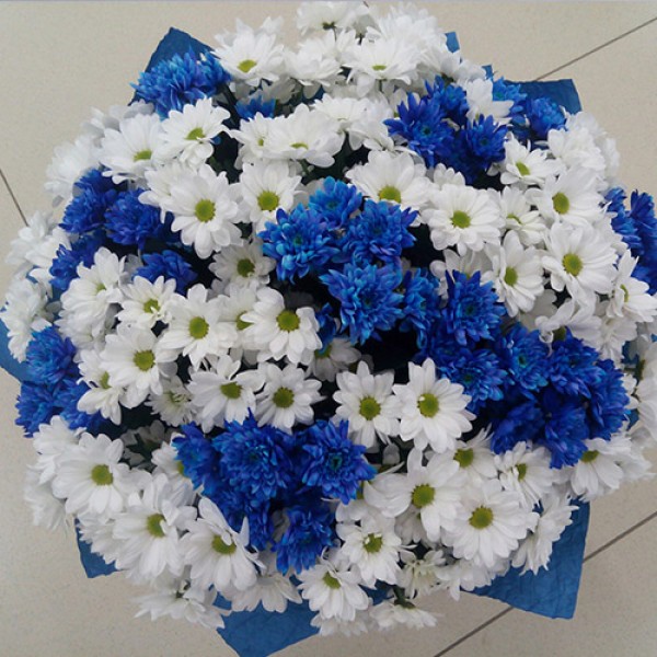 Букет 39 веток синей и белой хризантемы